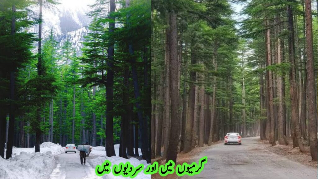 Ushu Forest with dense pine trees in Kalam Valley