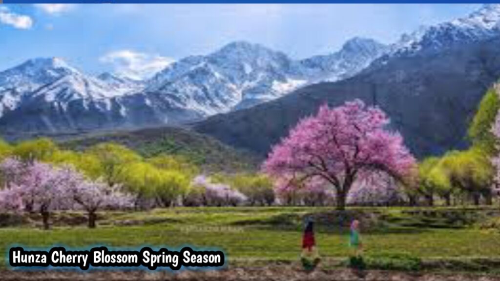 Cherry blossom season in Hunza Valley during spring