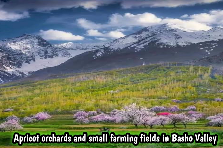 Apricot orchards and small farming fields in Basho Valley