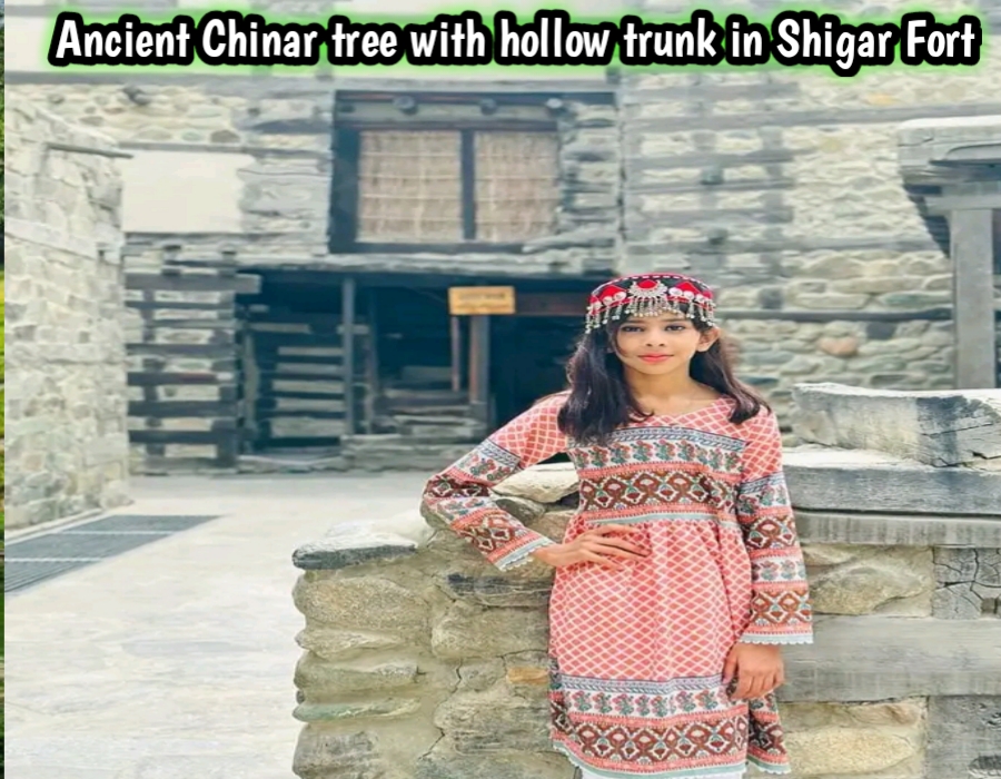 Ancient Chinar tree with hollow trunk in Shigar Fort