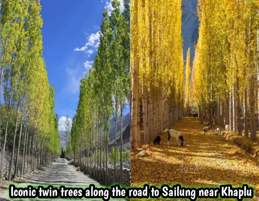Iconic twin trees along the road to Sailung near Khaplu