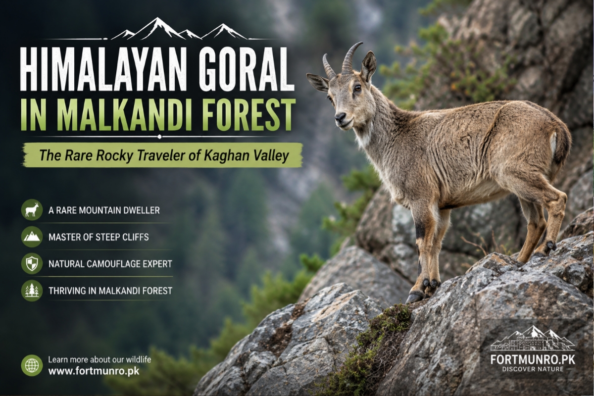 Himalayan Goral standing on rocky cliffs in Malkandi Forest Kaghan Valley
