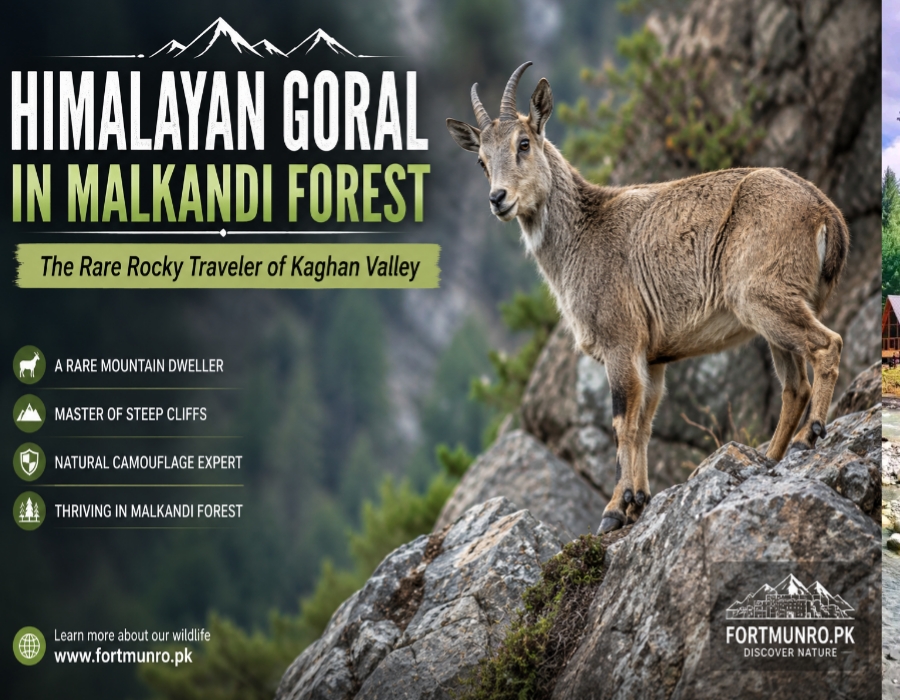 Himalayan Goral blending into natural rocky habitat in Malkandi Forest