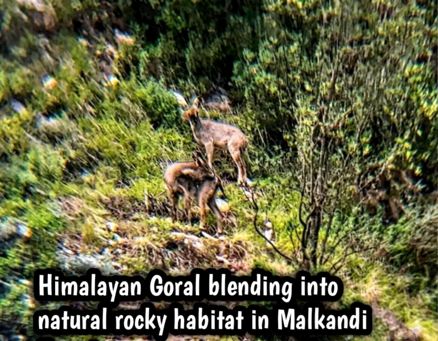 Himalayan Goral blending into natural rocky habitat in Malkandi Forest