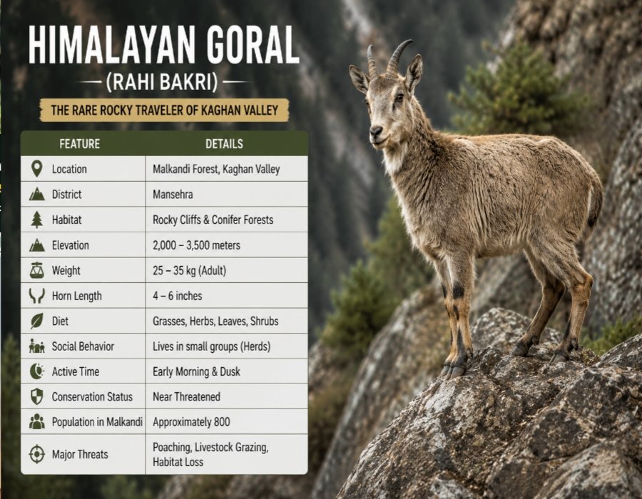 Himalayan Goral blending into natural rocky habitat in Malkandi Forest