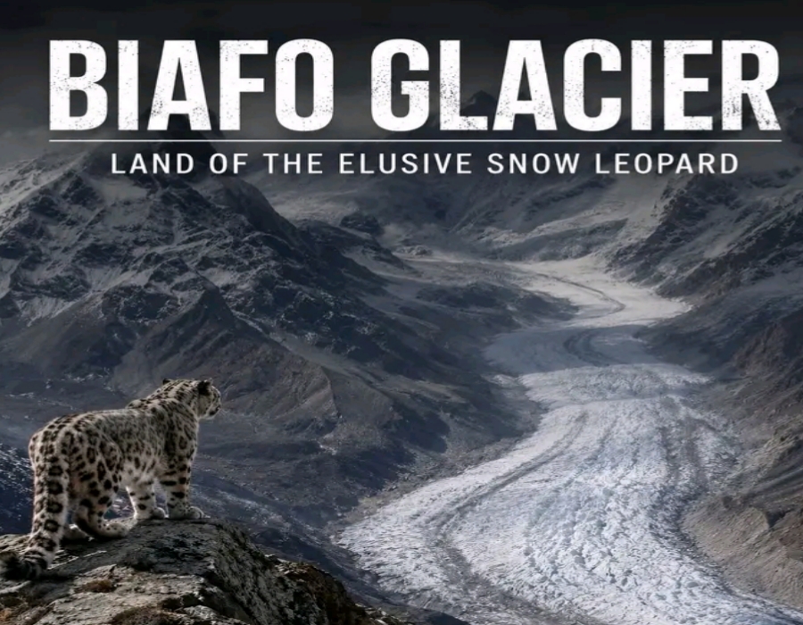 Wild ibex near rocky mountains around Biafo Glacier habitat